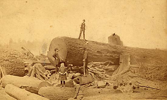 georgiastreettree.logged.1886