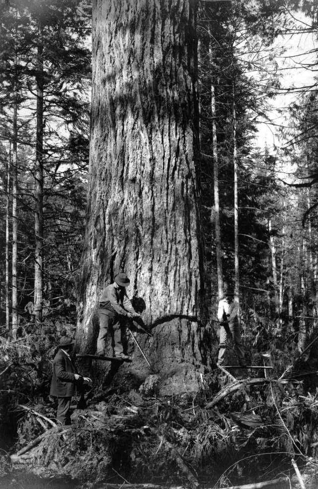 logging.giant.tree.vancouver.1900s
