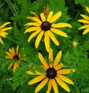 blackeyedsusan