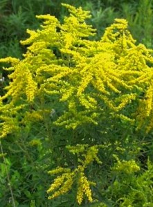 goldenrod